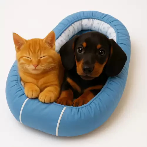 Culcus pentru caini si pisici de talie mica - albastru
